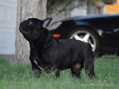 French Bulldog – THE AMERICAN BULLY KENNEL CLUB