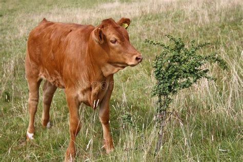 Close up light brown cow 3 stock image. Image of farmland - 18361991