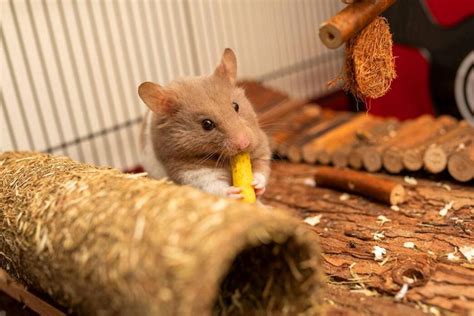 Cool DIY Toys For Your Pet Rat’s Cage | Pet BLoG