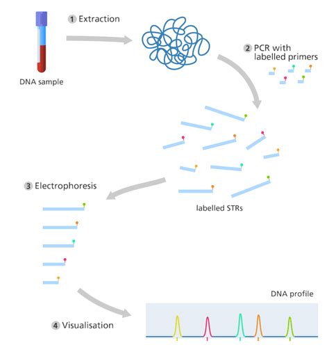 DNA Fingerprinting | How Is DNA Fingerprinting Used To Identify A Criminal?