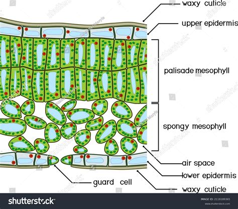 Cross Section Of Leaf: Over 4,330 Royalty-Free Licensable Stock Vectors ...