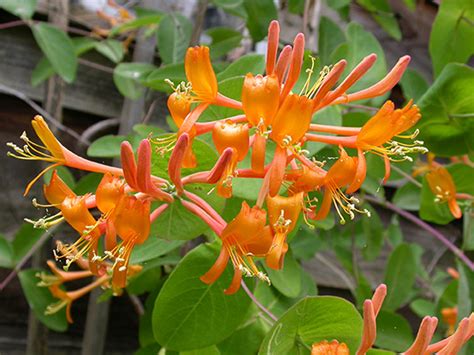 Mandarin Honeysuckle - Plants4Home