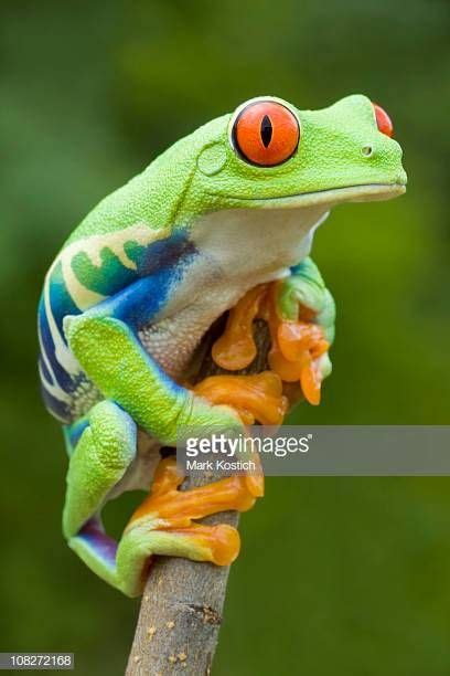 Frog Skin Under Microscope 10x | Things Under a Microscope