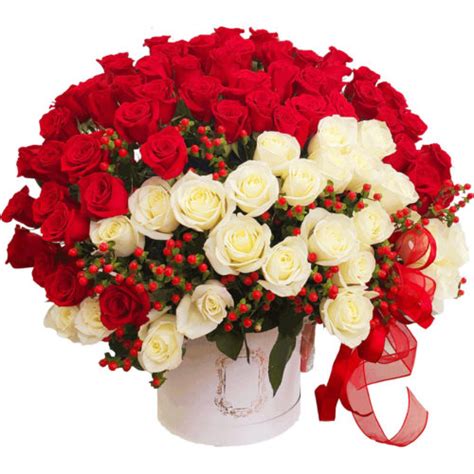 Beautiful White Rose Flowers Images | Best Flower Site