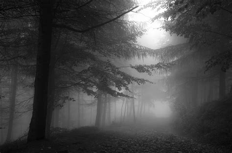 Old forest on Behance