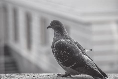 Pigeon Bird Balcony Animal Photograph by Mona Master - Fine Art America