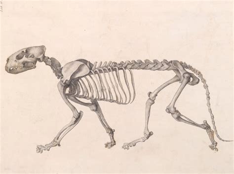 Tiger Skeleton: lateral view | Works of Art | RA Collection | Royal ...