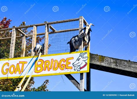 Golden Goat Bridge with Goat Crossing Stock Photo - Image of crossing, animal: 161809090