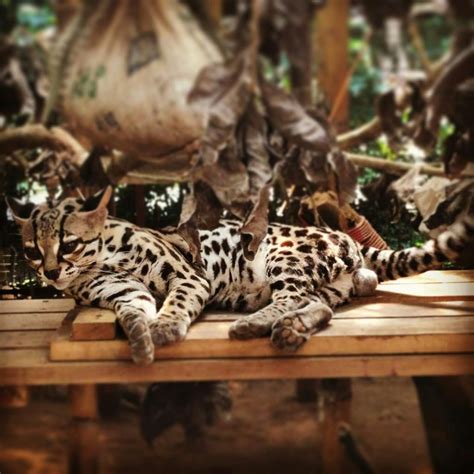 Foundation Jaguar Rescue Center (Puerto Viejo de Talamanca, Costa Rica): Top Tips Before You Go ...