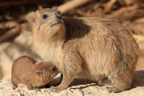 Rock Hyrax | San Diego Zoo Animals & Plants