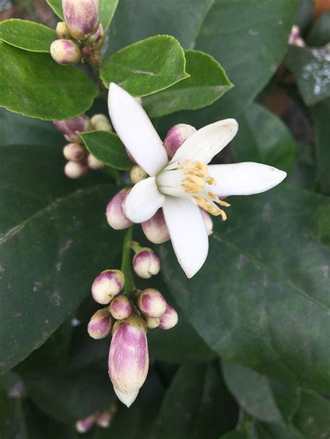 Lemon Tree Flowers & Things - Italian Seedless Lemon Plants at Rs 55 ...