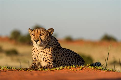 The Kalahari Desert - WorldAtlas