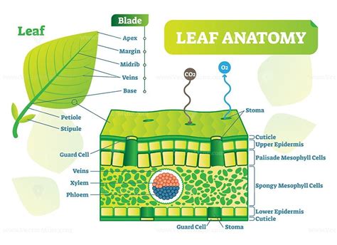 Leaf anatomy vector illustration diagram - VectorMine