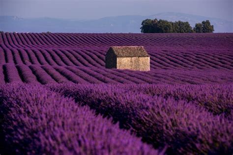 Premium Photo | Lonely old abandoned stone house at lavender field in summer purple aromatic ...