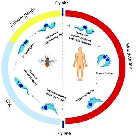 The life cycle of T. cruzi. | Download Scientific Diagram