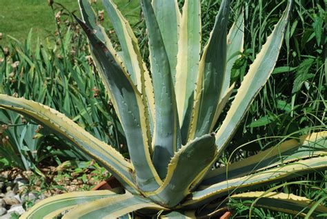 Agave Americana Variegata for Sale UK. Letsgoplanting.co.uk