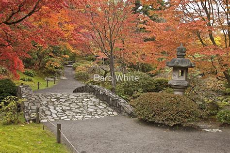 "Japanese Gardens, Washington Park Arboretum" by Barb White | Redbubble