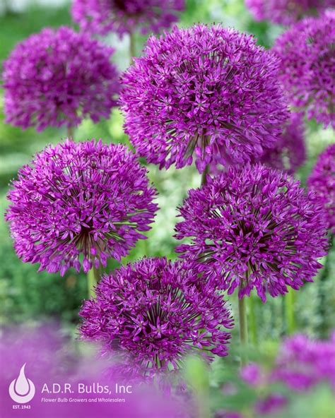 Allium tall 'Purple Sensation' Allium from ADR Bulbs