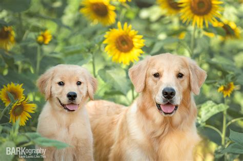 Photographing Dogs in Sunflowers this July and August — BARKography