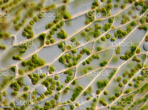 Microscope Image Of Moss Leaf Cells And Chloroplasts Stock Photo ...