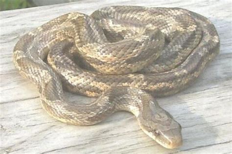 Is It a Rat Snake, Chicken Snake, or a Copperhead? | Rat snake, Texas snakes, Animal conservation