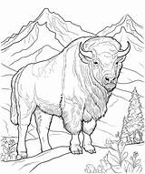 American bison In The Wild coloring Page 25535967 Vector Art At Vecteezy sketch template