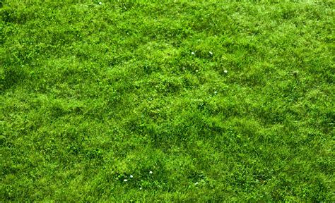 HD Wallpaper Grass Free Download