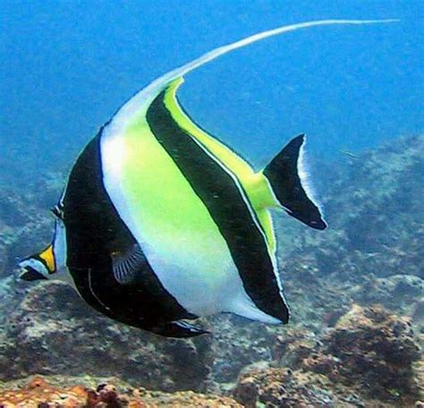 ocean angelfish - Google Search | Angel fish, Salt water fish ...