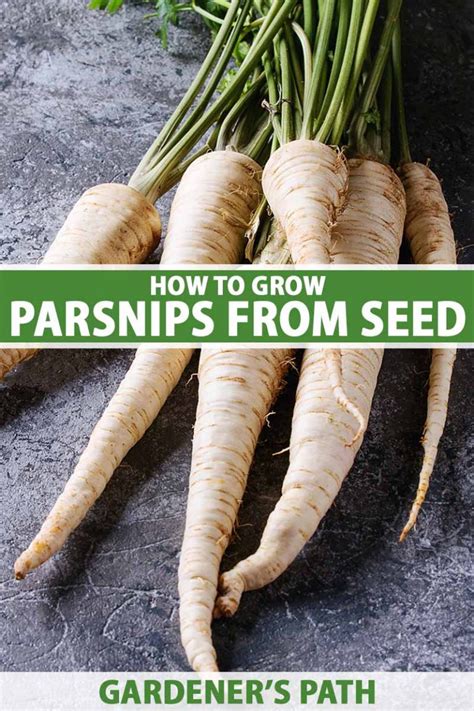 How to Grow Parsnips From Seed | Gardener’s Path