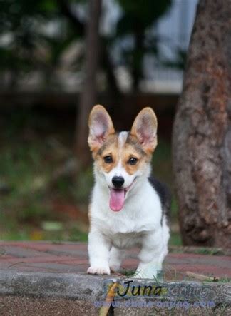 Dunia Anjing | Jual Anjing Welsh Corgi - 2 Ekor Anakan Corgi Lucu