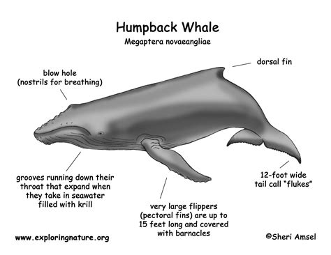 Humpback Whale Diagram