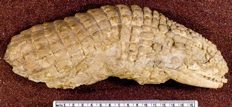 Fossils of the Great Plains — Earth@Home