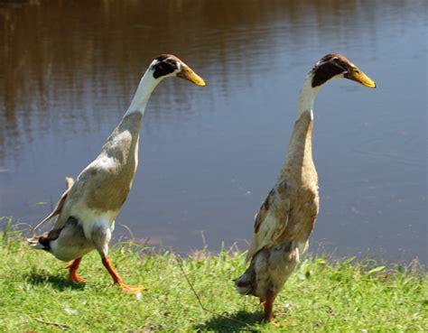 Indian Runner Ducks PS crop IMG_8075 | Ocracoke Observer