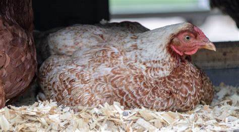 15 Chicken Coop Bedding Options: Sand vs Straw vs Shavings