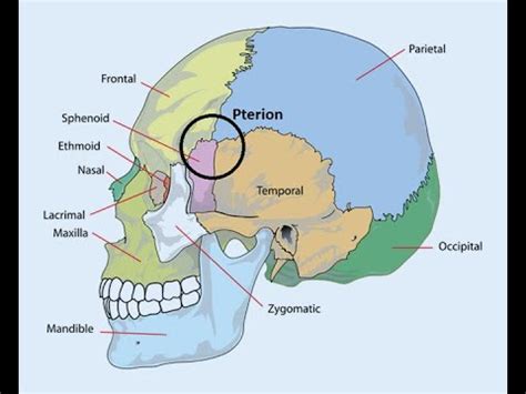 DISCUSS PTERION ANATOMY AND CLINICAL ANATOMY - YouTube