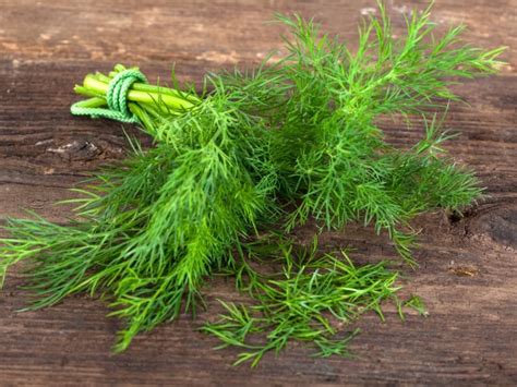 Dill Weed vs Dill Seed: What’s the Difference? - Northern Nester