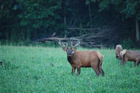 Wildlife Viewing | Upper Buffalo River Association