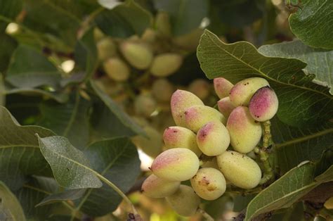 How to Grow Pistachio Trees