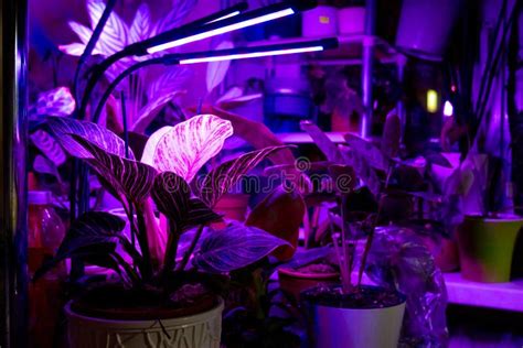 Growing Indoor Plants with Artificial Lighting with an Ultraviolet Lamp Stock Photo - Image of ...