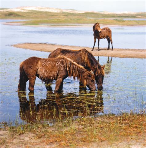 The Wild Horses of Sable Island | Horse Journals