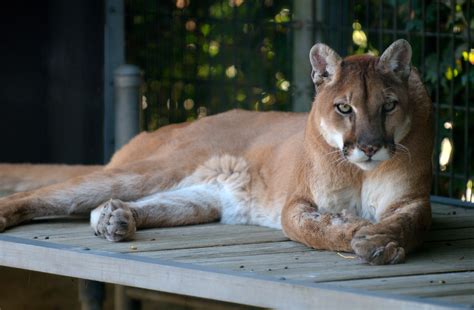 File:Cougar at Cougar Mountain Zoological Park 2.jpg