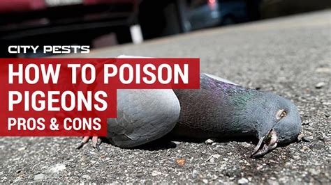 Getting rid of pigeons with poison | Pros & cons of poisoning pigeons