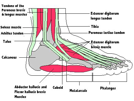 Foot Anatomy