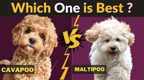 Cavapoo vs Maltipoo - Comparison Between Two Dog breeds - YouTube