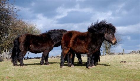 Shetland Pony Breed Profile - Helpful Horse Hints