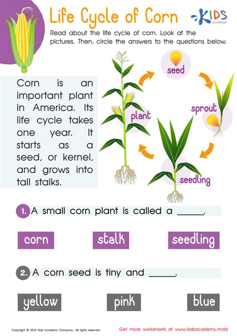 Life Cycle of Corn Worksheet for kids - Answers and Completion Rate