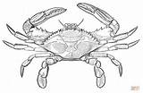 Blue Crab Drawing Sketch Coloring Page sketch template