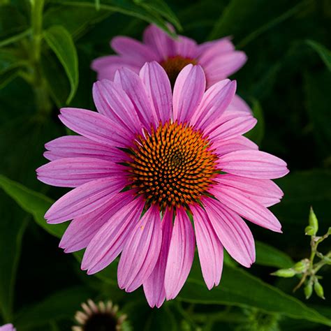 wildflower identification :: Beautiful Flower Pictures Blog