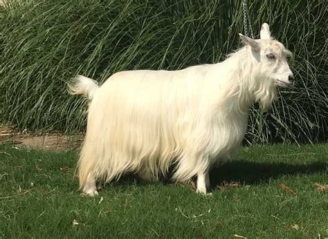 HILL COUNTRY MINIATURE SILKY FAINTING GOATS - New Babies and Planned Breeding