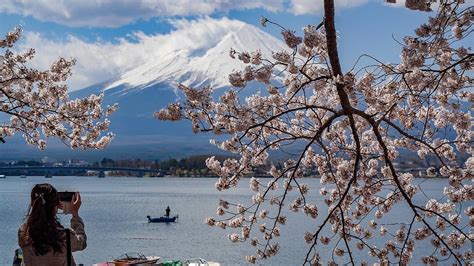 [Cinematic] Kawaguchiko Cherry Blossoms - TokyoStreetView